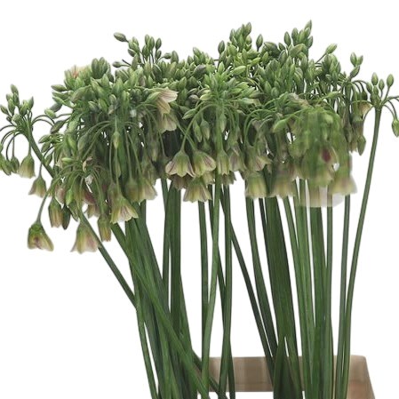 Nectaroscordum Siculum