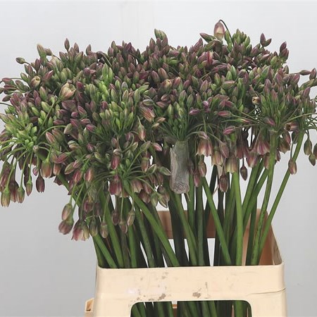 Nectarscordum Siculum