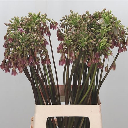 Nectarscordum Siculum