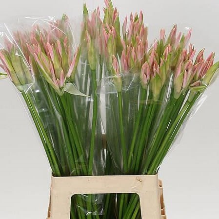 Nerine Albivetta