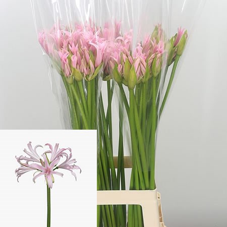 Nerine Bella Diva Emanuelle