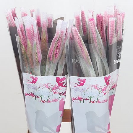 Nerine Bella Diva Minerva (Dark Pink)