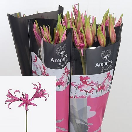Nerine Bella Diva Paris