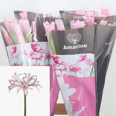 Nerine Belladiva Emanuelle