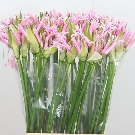 Nerine Berenice (Extra)