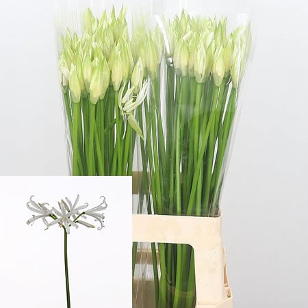 Nerine Bianca - Linja