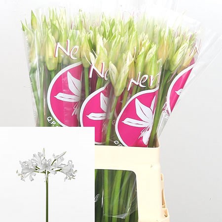 Nerine Bianca Perla