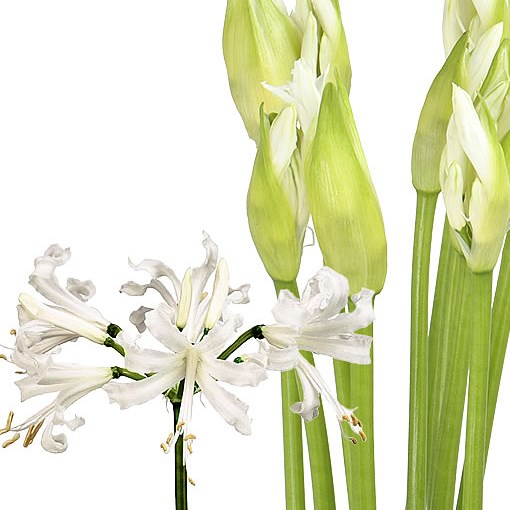 Nerine Biancaneve