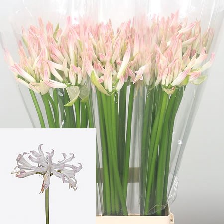 Nerine Bionce