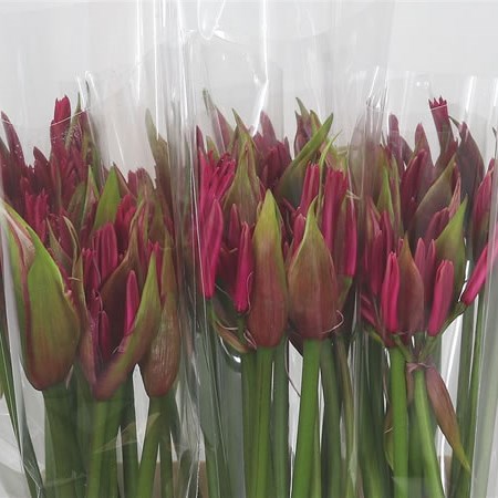 Nerine Coco