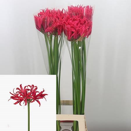 Nerine Desi Artistique XL
