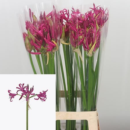 Nerine Elegance Alexandra
