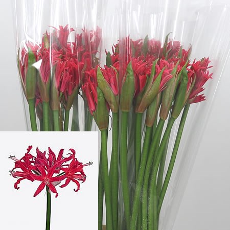 Nerine Elegance Red Amor