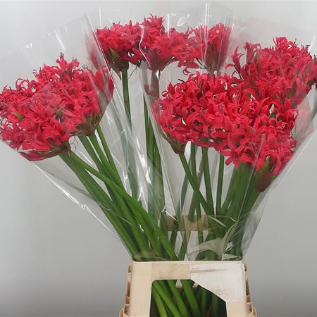 Nerine Elegance Red Amor