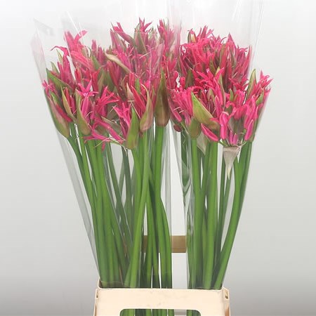 Nerine Elegance Varia (Extra)