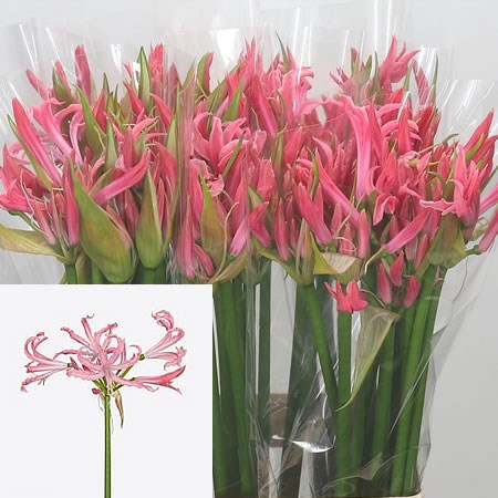 Nerine Flugel