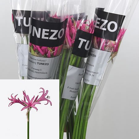 Nerine Lady Pia