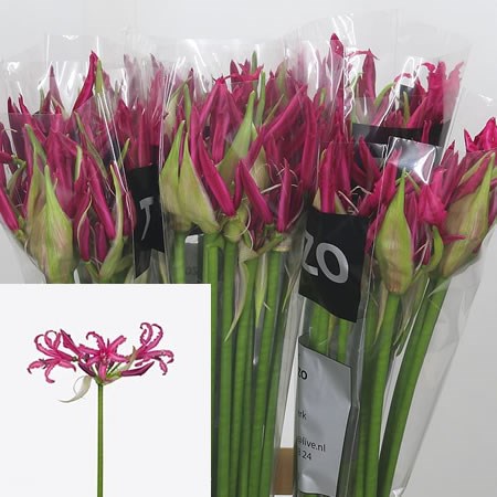 Nerine Lady Senne