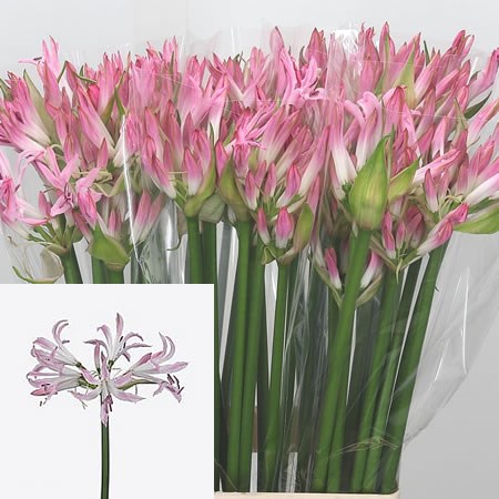 Nerine Lipstick Bicolor