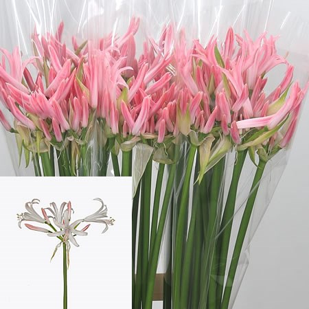 Nerine Mila