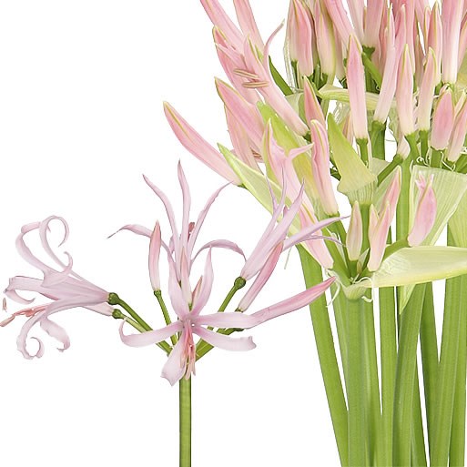 Nerine Vesta K