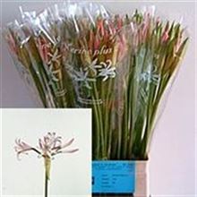 Nerine Vesta K
