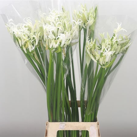 Nerine White Wonder