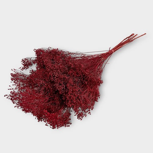 Broom Dyed Red (Dried)