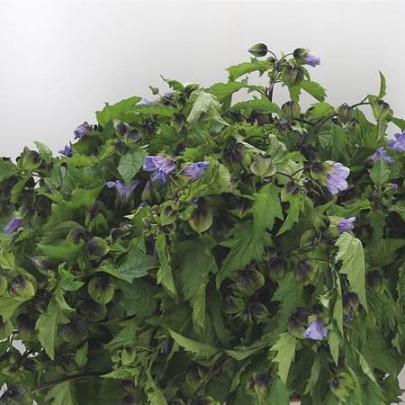 Nicandra Physalodes