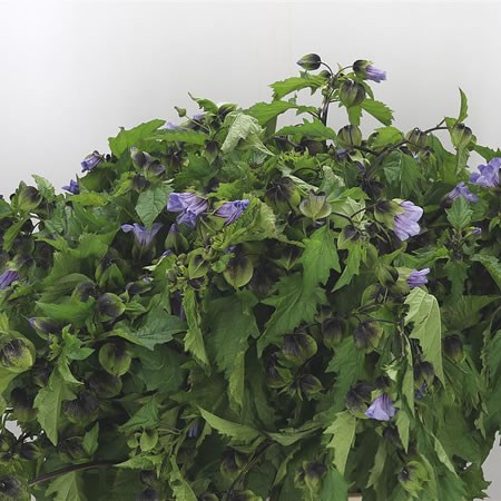 Nicandra Physalodes