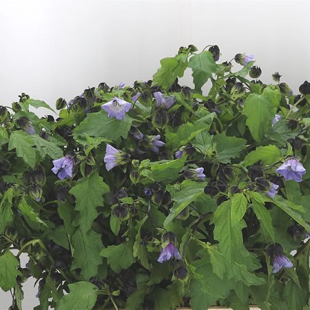 Nicandra Physalodes