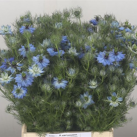 Nigella Blue