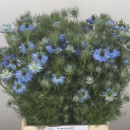 Nigella Blue