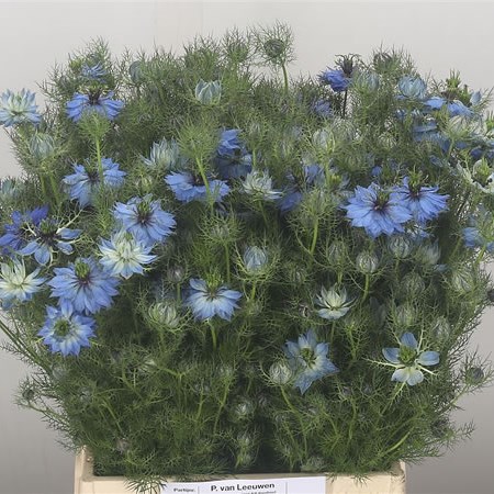 Nigella Blue