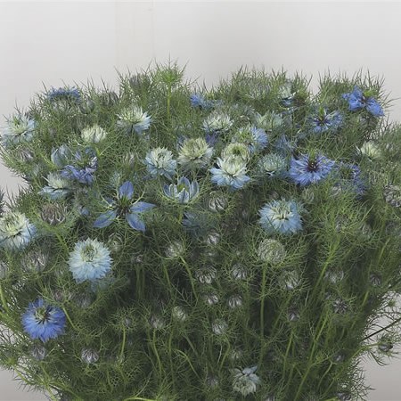 Nigella Blue