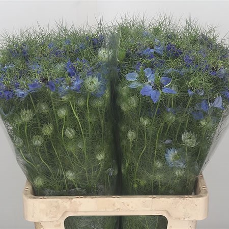 Nigella Blue