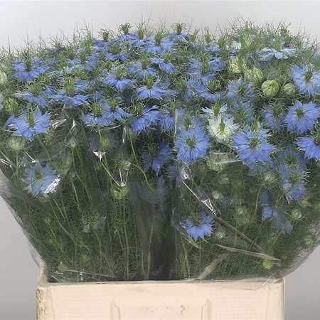 Nigella Blue
