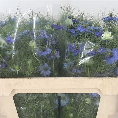 Nigella Blue