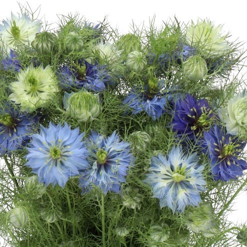 Nigella Blue