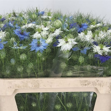 Nigella Blue/White Mix
