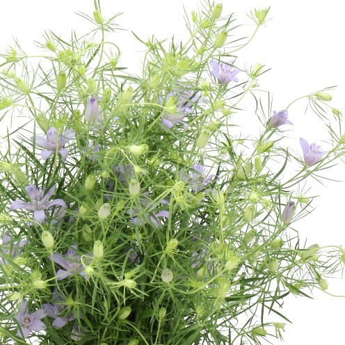 Nigella Bucharica