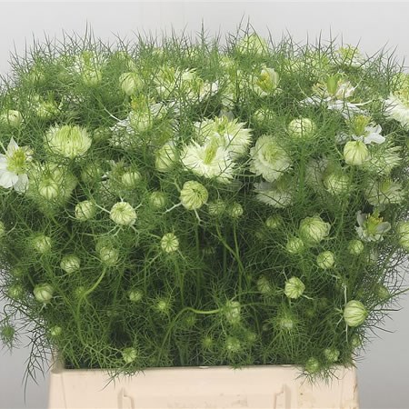 Nigella Damascena White