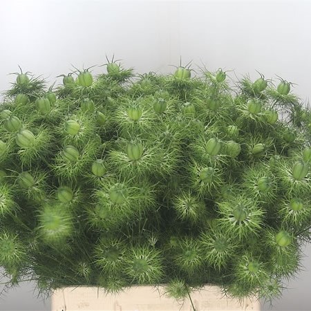 Nigella Green Magic