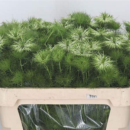 Nigella Green Magic