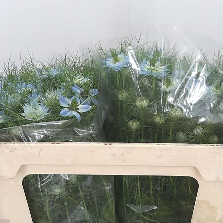 Nigella Pale Blue
