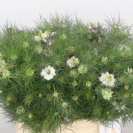 Nigella Pink