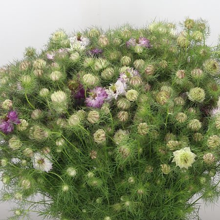 Nigella Pink