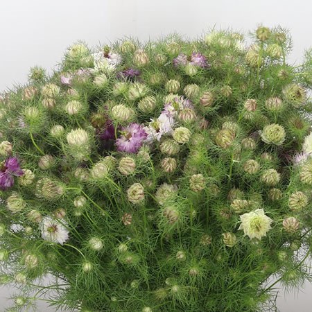 Nigella Pink