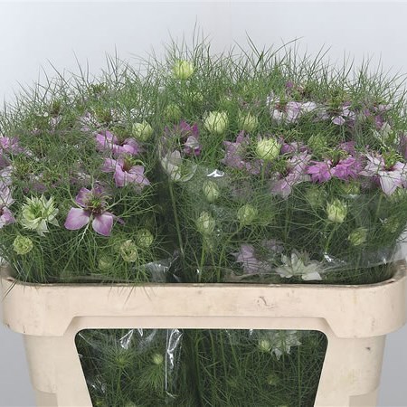 Nigella Pink