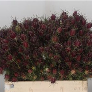 Nigella Seed Heads
